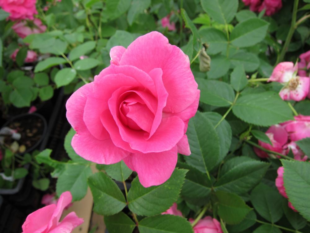 Kanadalainen ruusu'Morden Centennial' - Kuusankosken Viherpiste Ky